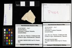 Foto (Objekt + Etiketten) von Pithonoton sp. 